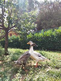coppia di anatre 