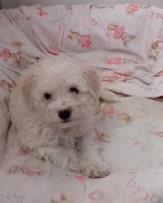 Cuccioli di barboncino bianchi Toy