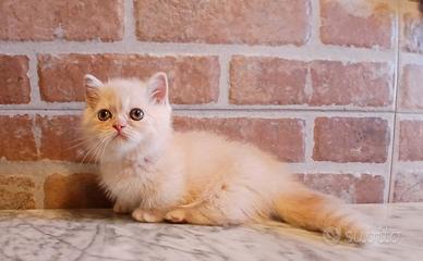 Munchkin ( simile) Cream Tabby Blotched Maschio