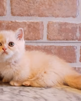 Munchkin ( simile) Cream Tabby Blotched Maschio