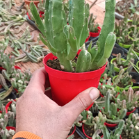 Stapelia Gigantea