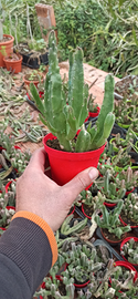 Stapelia Gigantea