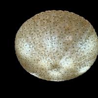 Magnifica plafoniera in vetro di Murano 10 luci