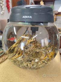 Acquario Aquael  a boccia