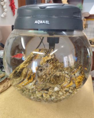 Acquario Aquael  a boccia