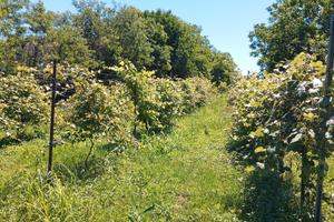 Terreno agricolo con frutteto produttivo