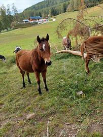 Cavallo