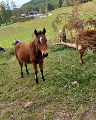 Cavallo