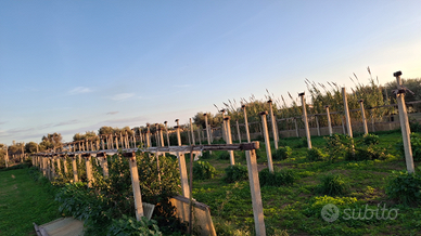 Paletti serre in calcestruzzo