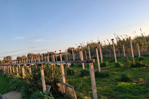 Paletti serre in calcestruzzo