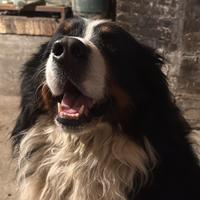 Bovaro del bernese per accoppiamento