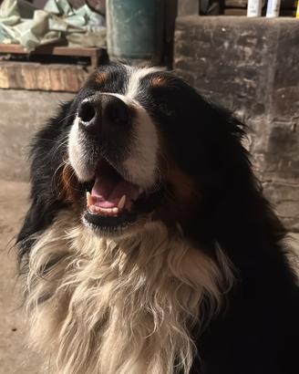 Bovaro del bernese per accoppiamento