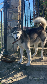 Cane husky stupendo