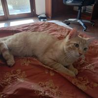 Tre gattini di sei mesi