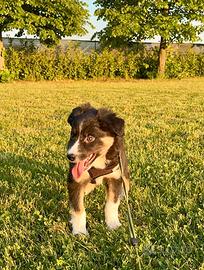 Border collie con pedigree