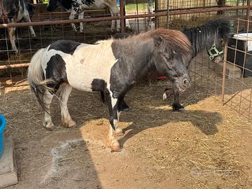 Pony maschio X monta