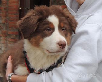 Cucciolo pastore australiano