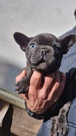 Cuccioli di bulldog francese