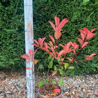 Photinia red robin