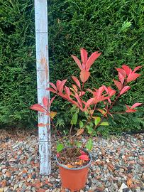Photinia red robin