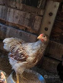 Coppie Wyandotte oro orlo blu
