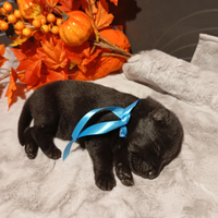 Cuccioli di pastore tedesco