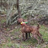 Segugio da cinghiale