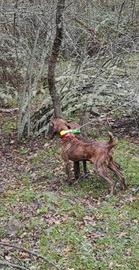 Segugio da cinghiale