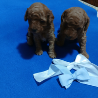 Piccoli orsacchiotti