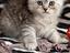 Immagine 6
