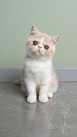 Gatti Persiani e Exotic