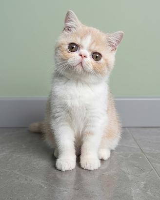 Gatti Persiani e Exotic