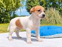 jack-russell-bianco-e-arancio-di-2-mesi
