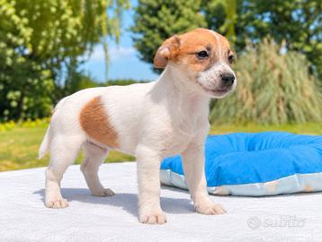 Jack Russell bianco e arancio di 2 mesi