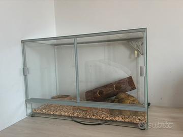 Geco leopardino