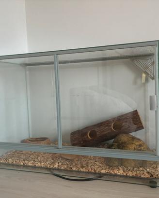 Geco leopardino