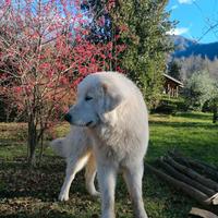 Cuccioli pastore abruzzese maremmano