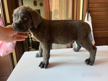 Cuccioli cane corso