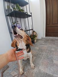 Beagle
