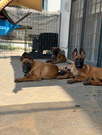 Pastore belga Malinois