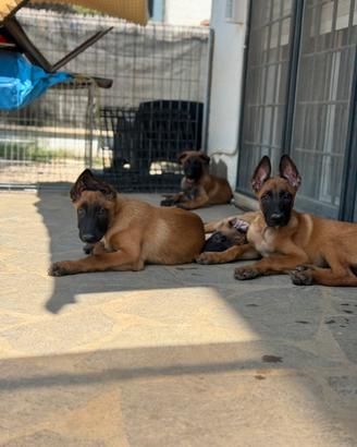Pastore belga Malinois