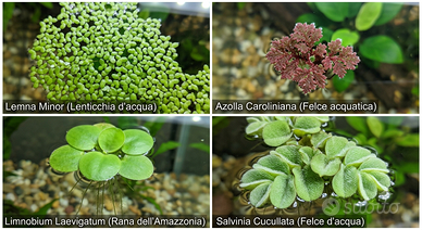 🌿  Mix Piante Galleggianti