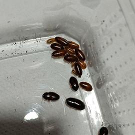 Mini blatta da pasto, 300 a 25 euro, Paraplecta