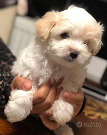 Cuccioli di maltese