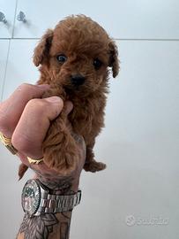 Barboncino mini mini toy