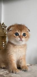 Scottish fold maschio golden pedigree 2 mesi