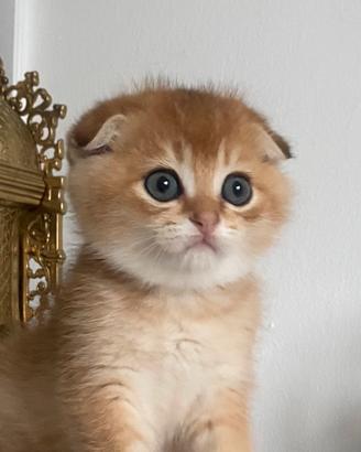 Scottish fold maschio golden pedigree 2 mesi