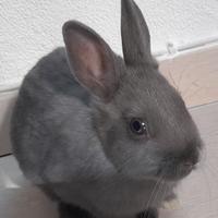 Cucciolo di coniglio nano blu di prussia