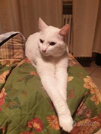 Gatto bianco di russia e tigrato europeo