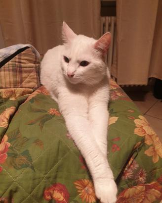 Gatto bianco di russia e tigrato europeo